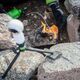 Мультитопливная горелка Optimus Polaris Optifuel, изображение 10